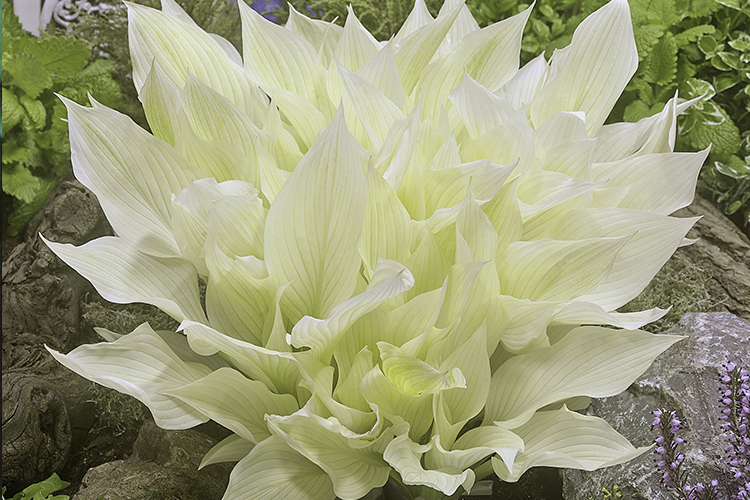 Хоста White Feather весной