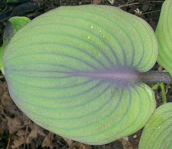Хоста Purplicious